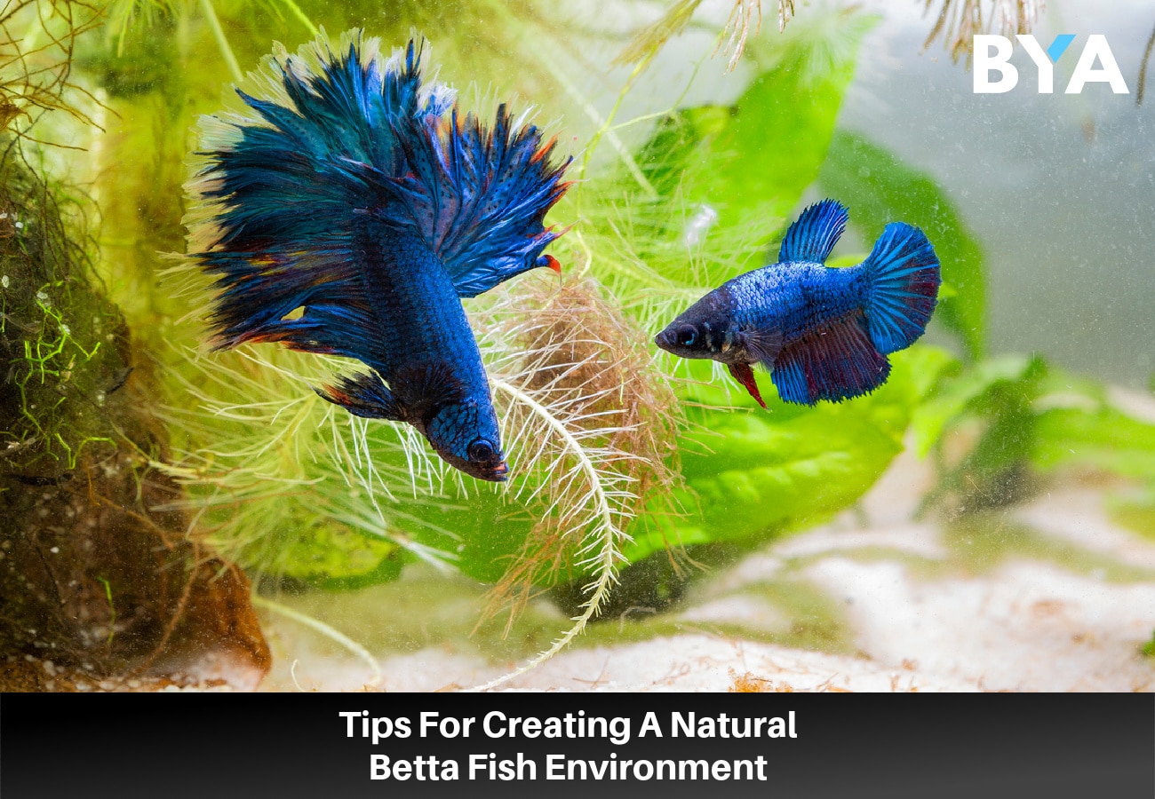 Natural Betta Fish Environment