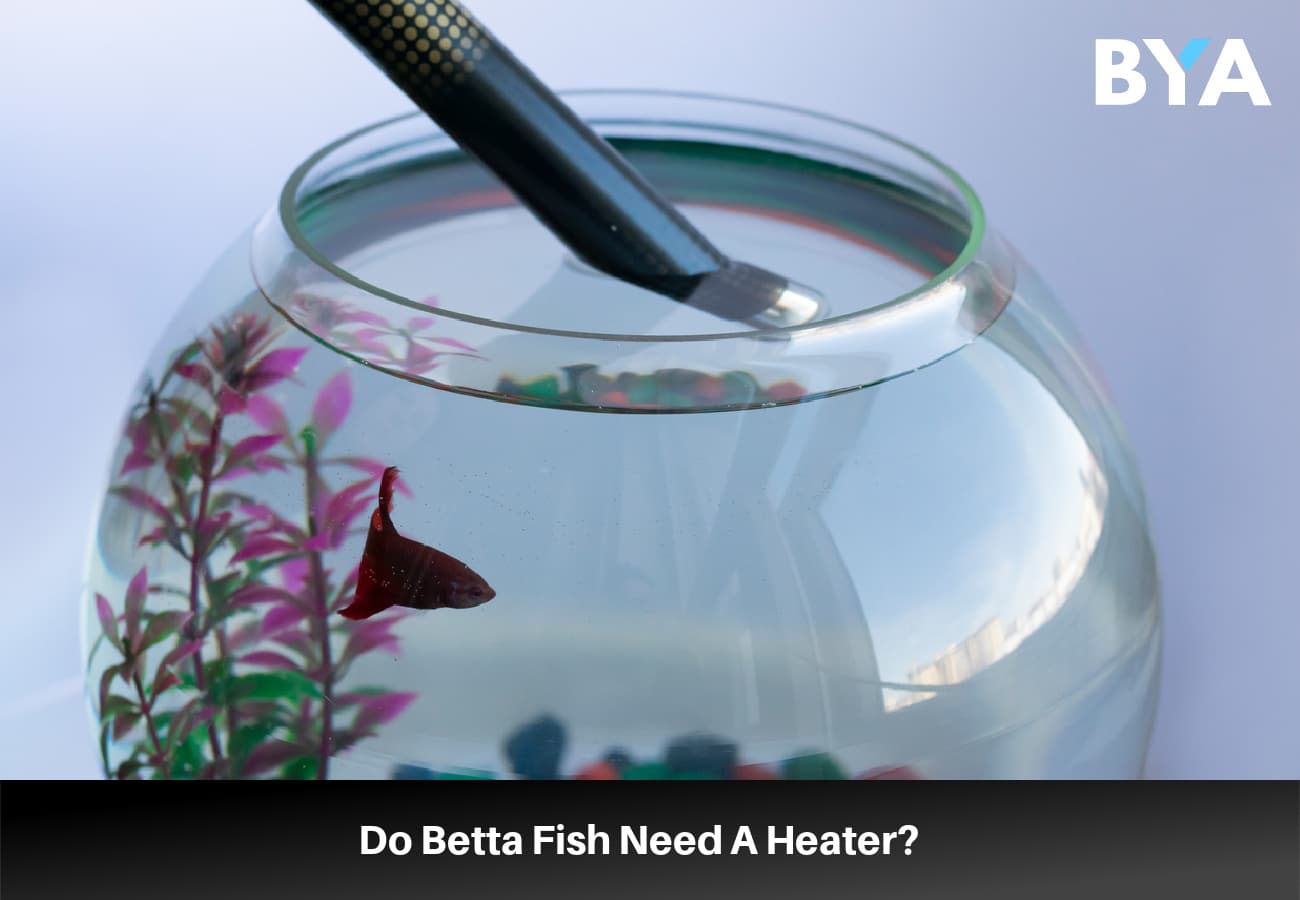 Do Betta Fish Need A Heater?