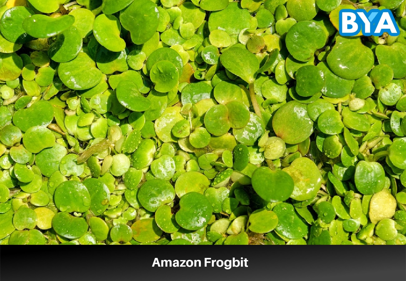 Amazon Frogbit