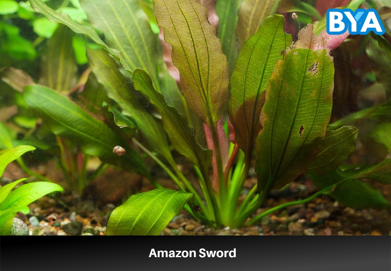 Amazon Sword