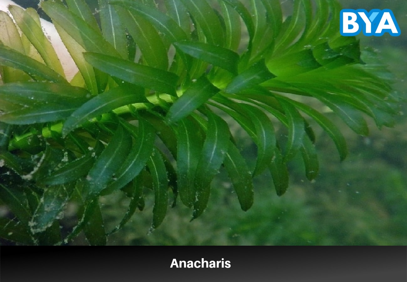 Anacharis