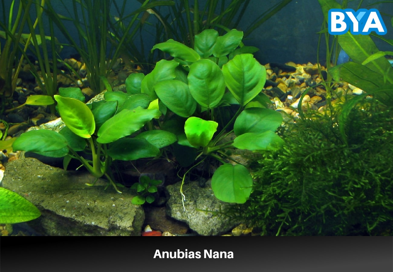 Anubias Nana 