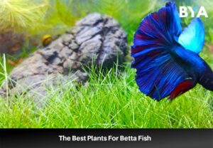 Best plants for betta fish