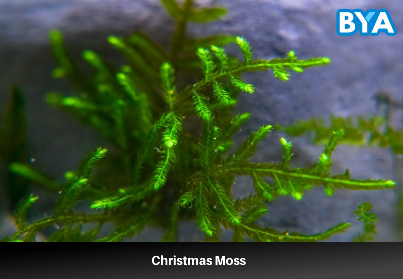 Christmas Moss