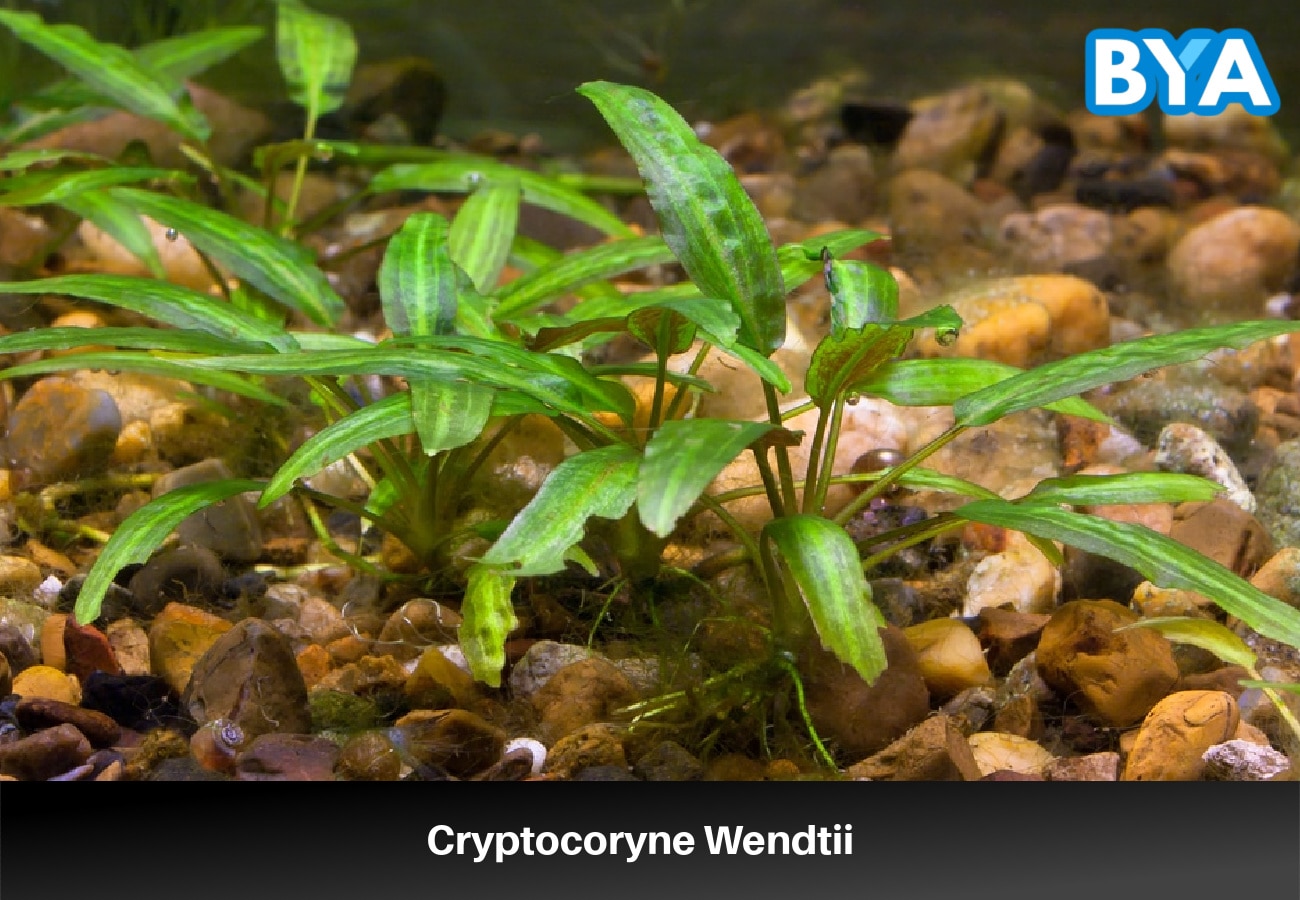 Cryptocoryne Wendtii