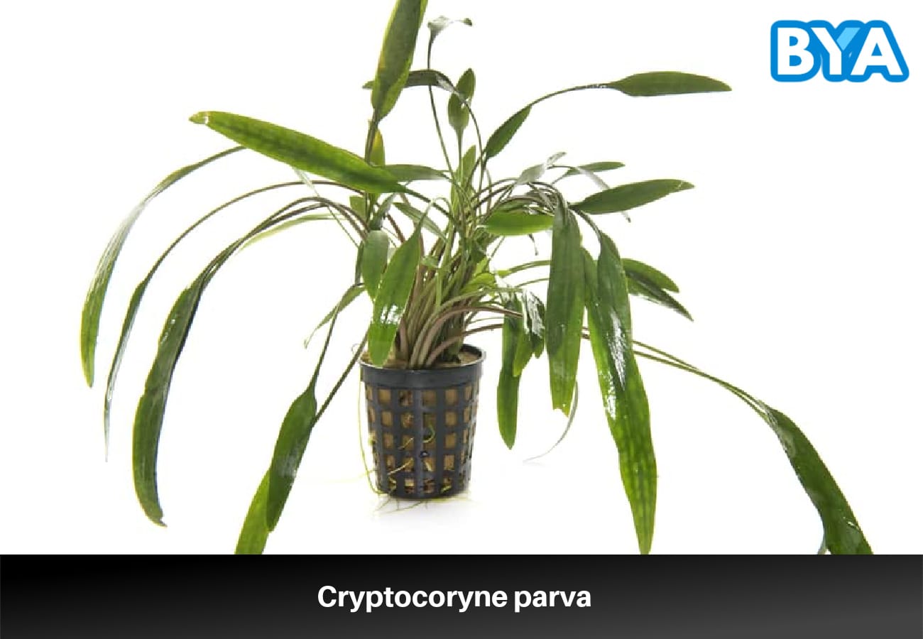 Cryptocoryne parva