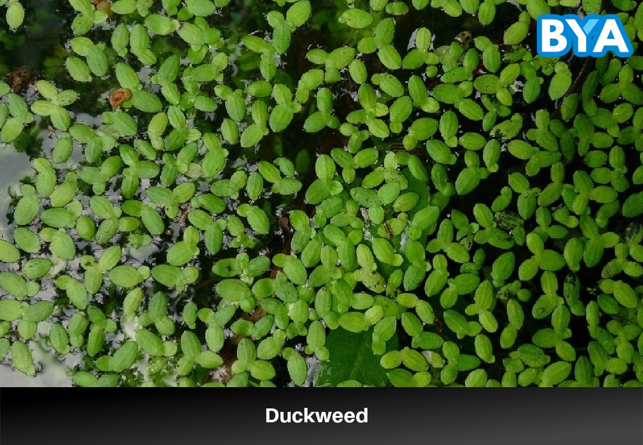 Duckweed