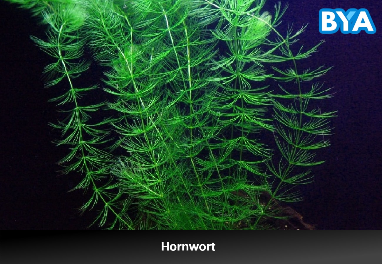 Hornwort