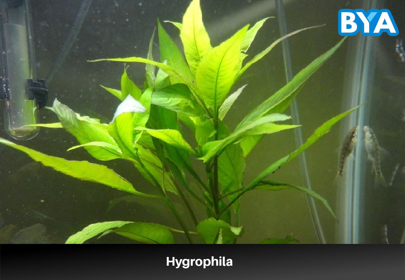 Hygrophila