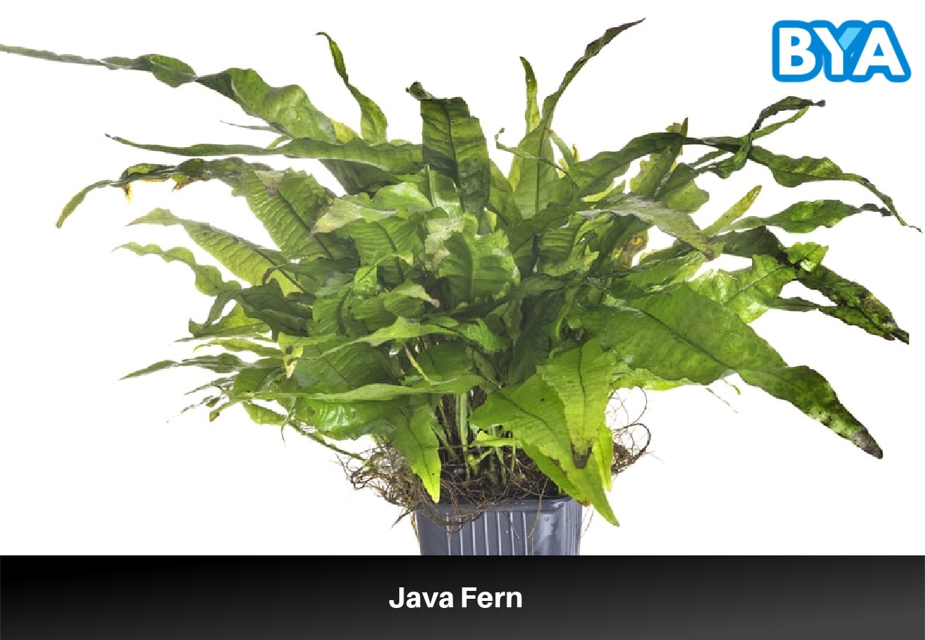 Java Fern 