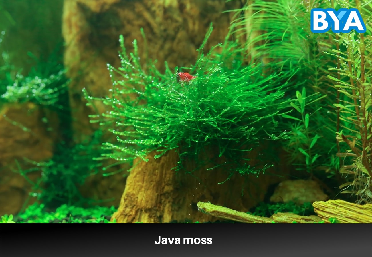 Java moss