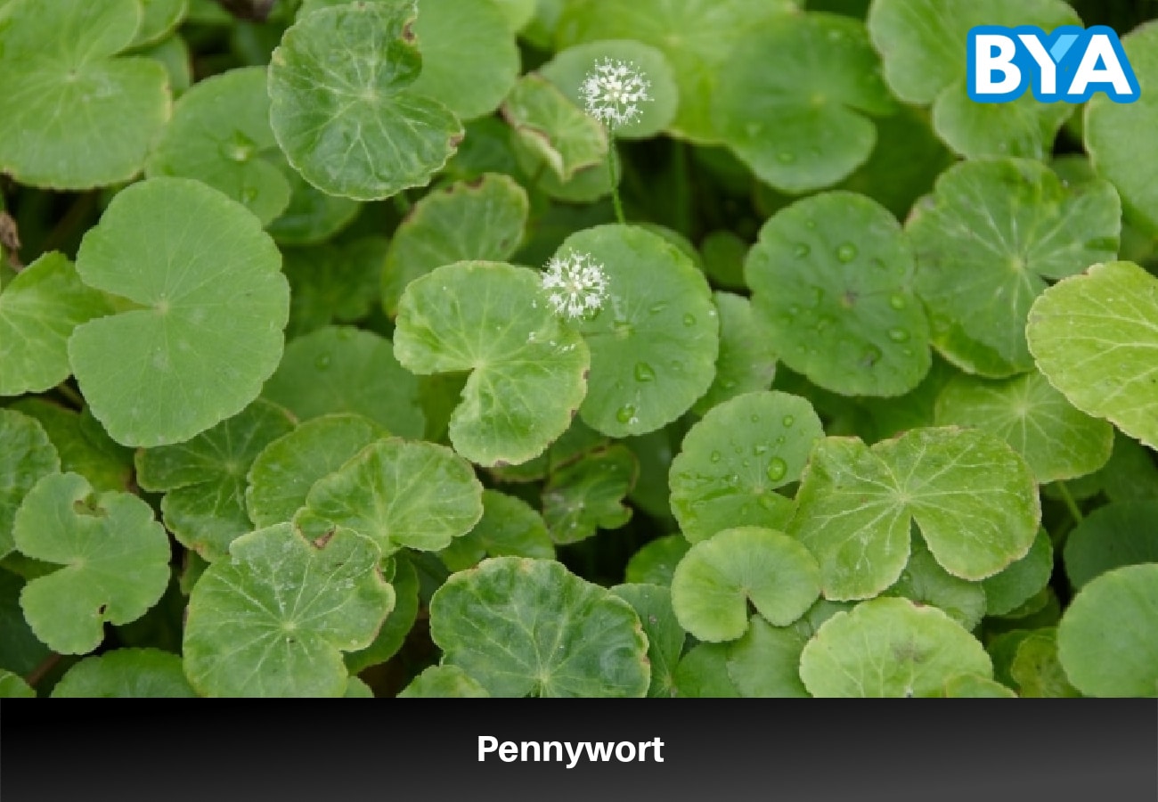 Pennywort