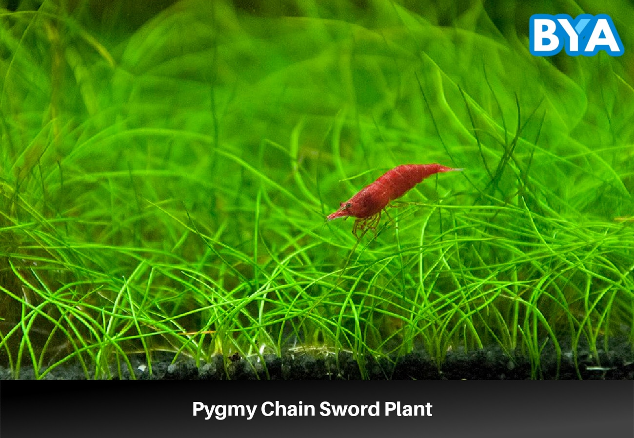 Pygmy Chain Sword Plant