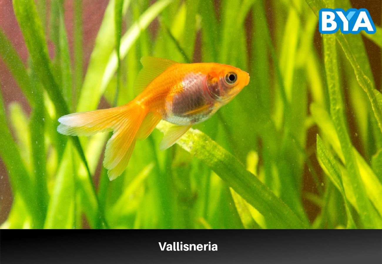 Vallisneria