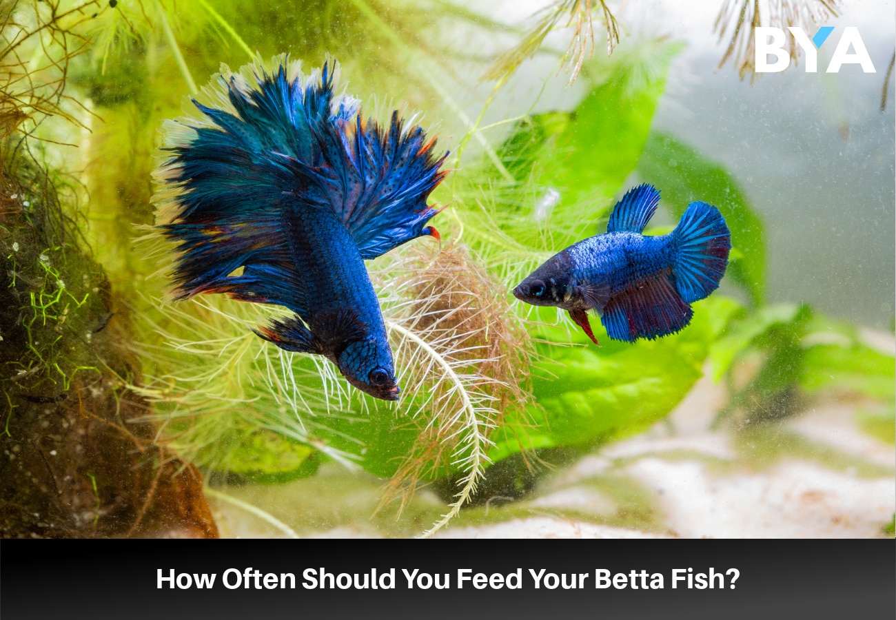 How Often Should You Feed Your Betta Fish?