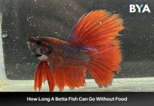 How Long A Betta Fish Can Go Without Food
