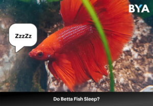 Do Betta Fish Sleep?