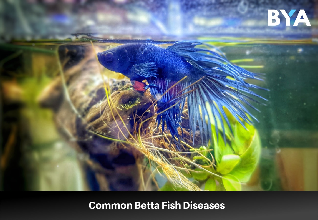 Common Betta Fish Diseases