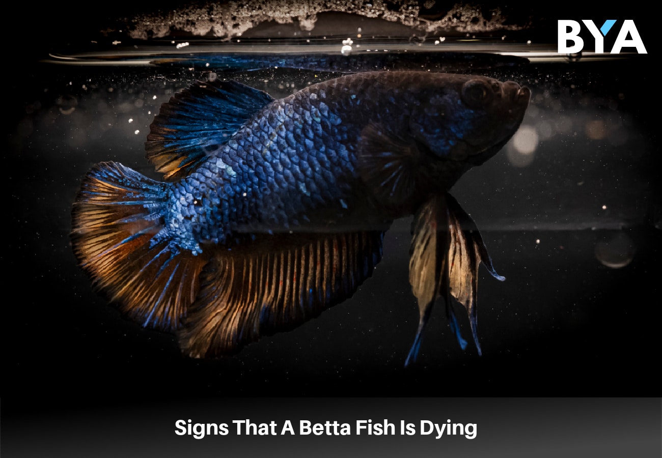 Signs That A Betta Fish Is Dying