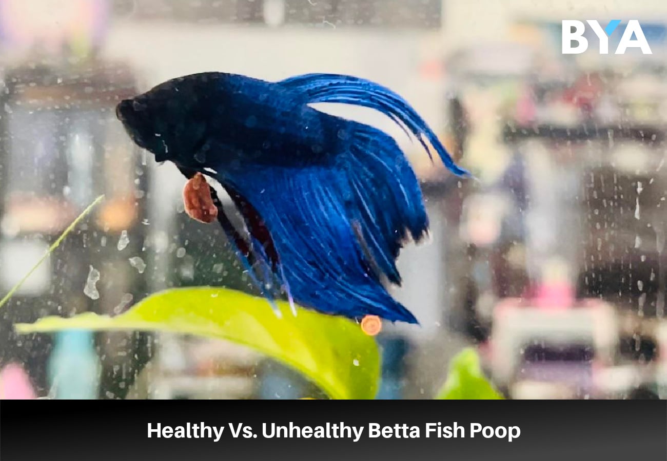 Healthy Vs. Unhealthy Betta Fish Poop