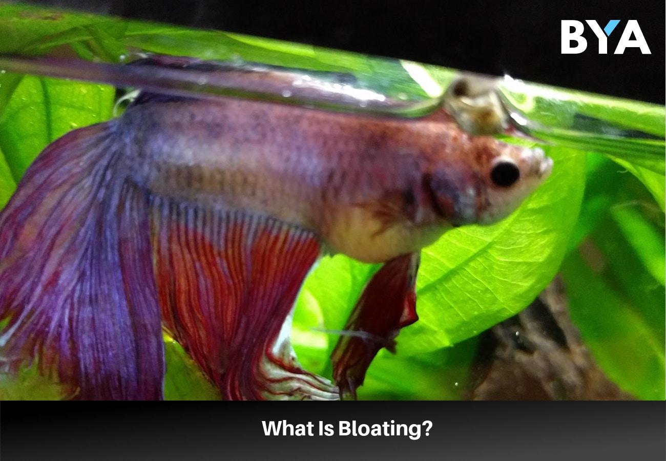 betta bloating