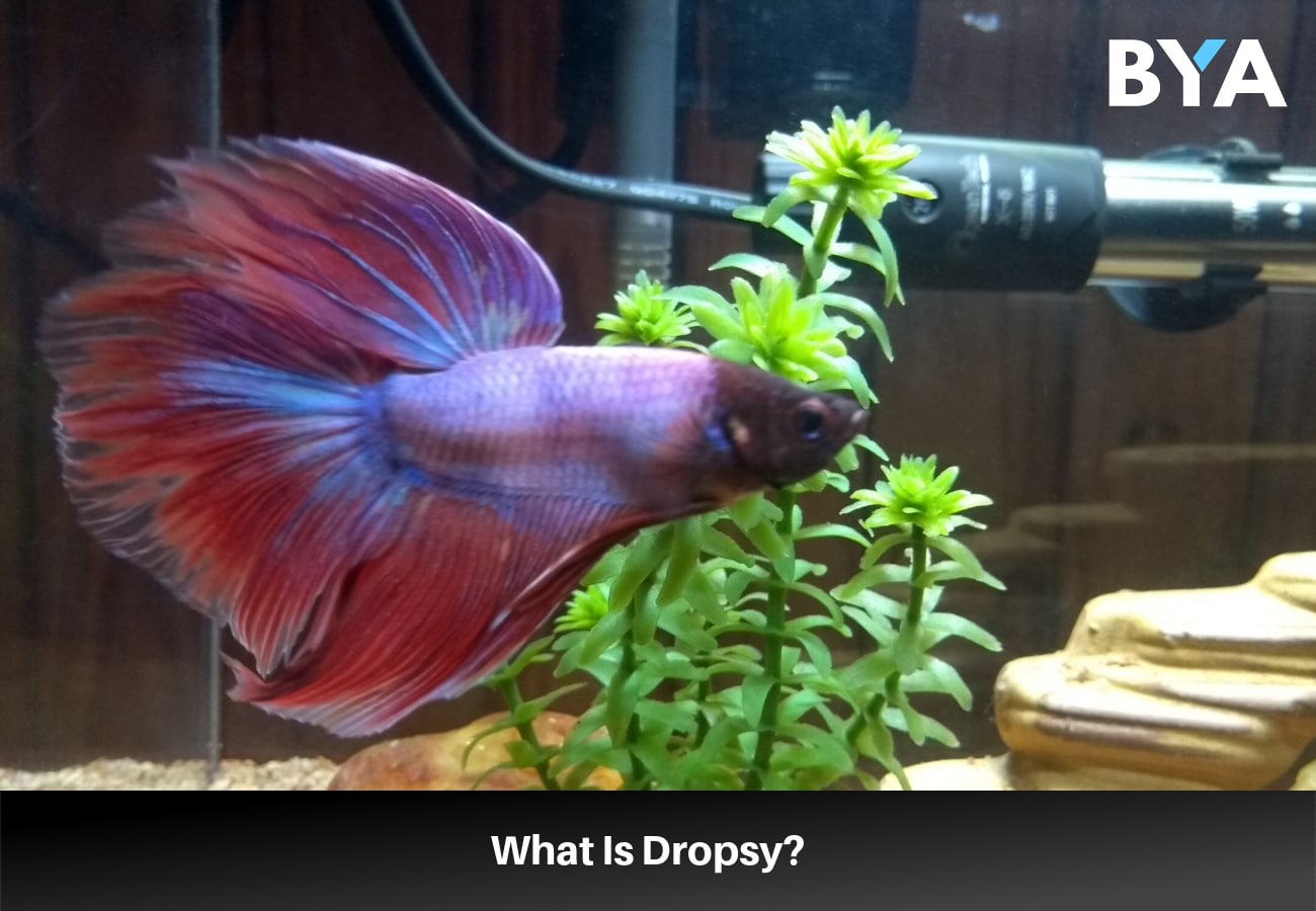 Dropsy on betta fish