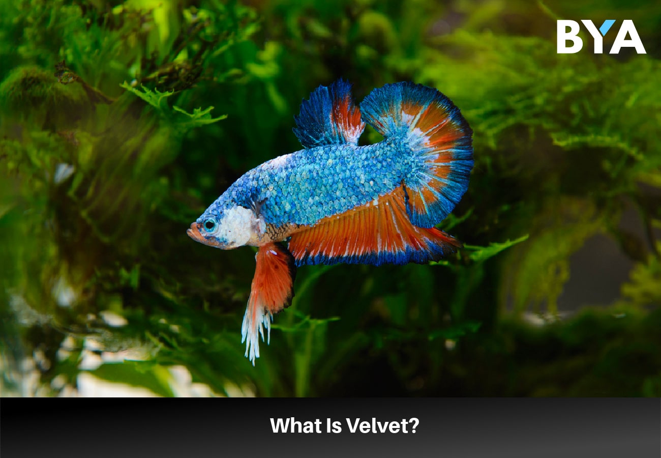 What is Velvet on Betta Fish