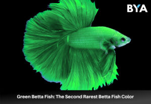 green Betta Fish 