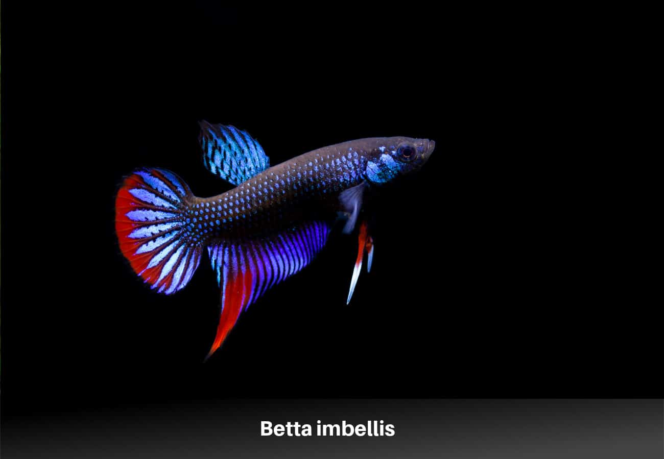 Betta imbellis