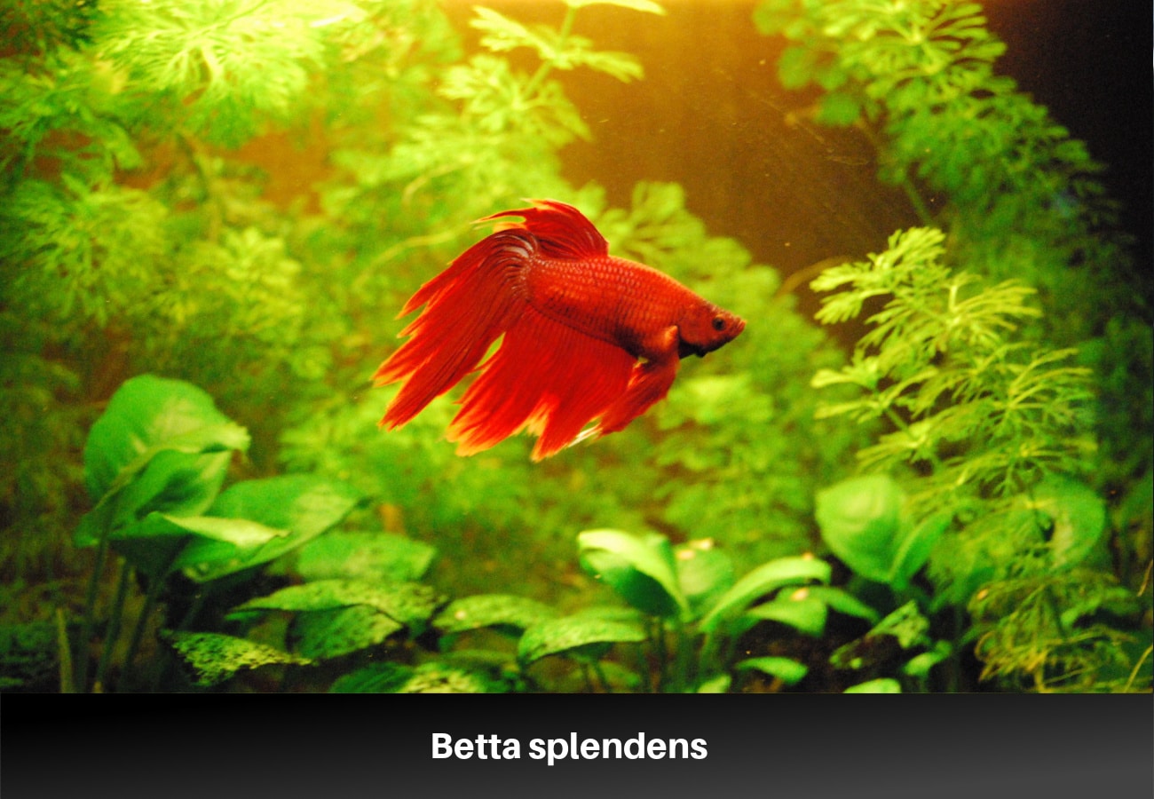 Betta splendens