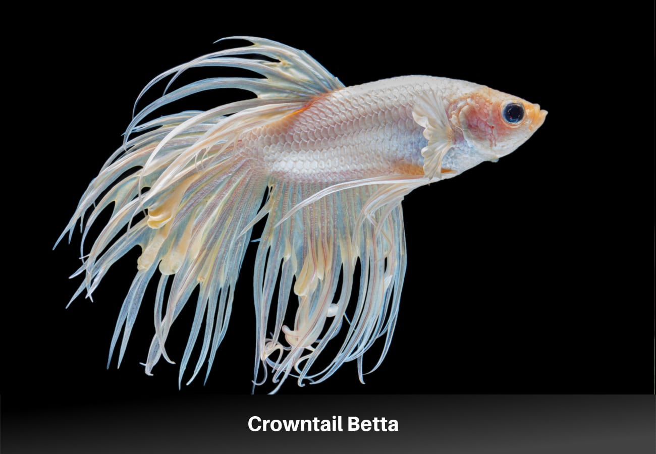 Crowntail Betta