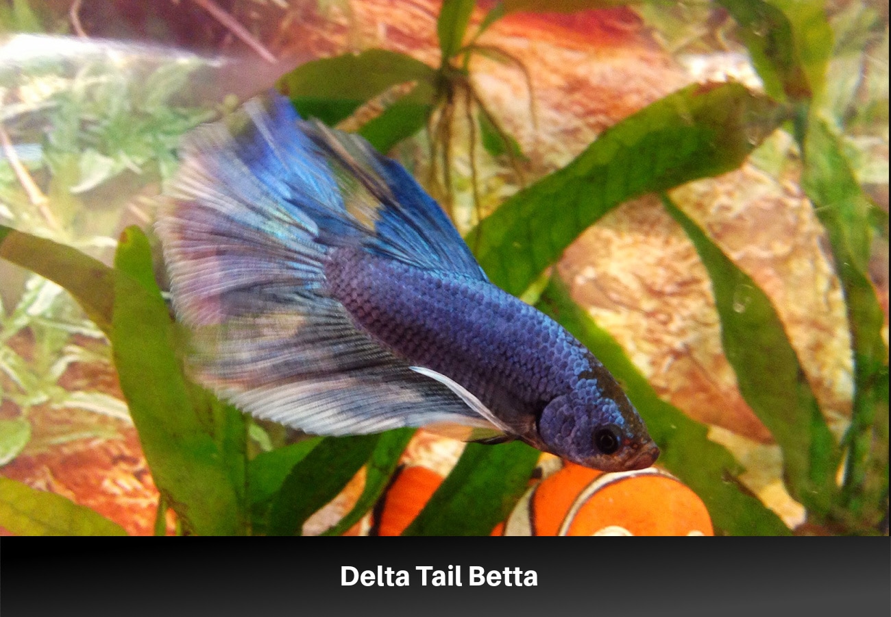 Delta Tail Betta