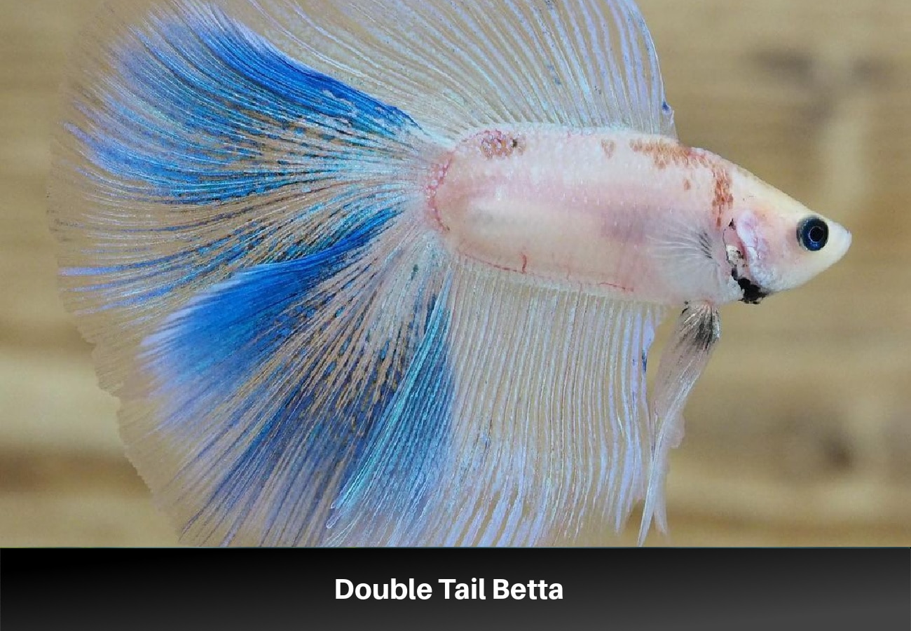 Double Tail Betta