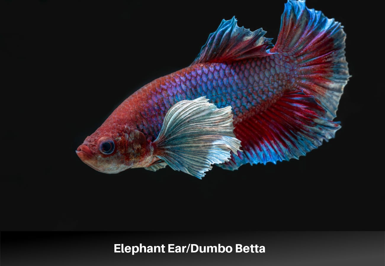 Elephant Ear/Dumbo Betta