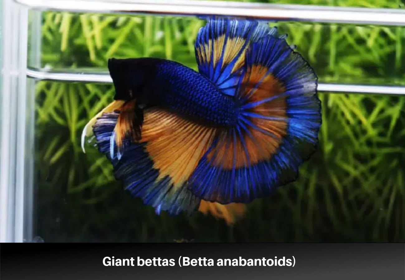 Giant bettas (Betta anabantoids) 