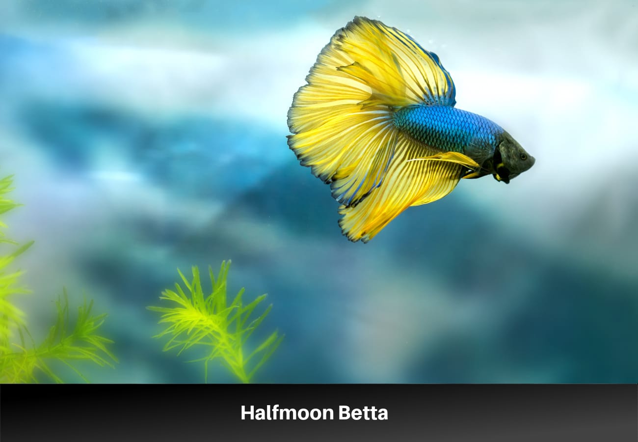 Halfmoon Betta