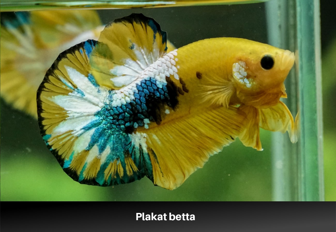 Plakat betta