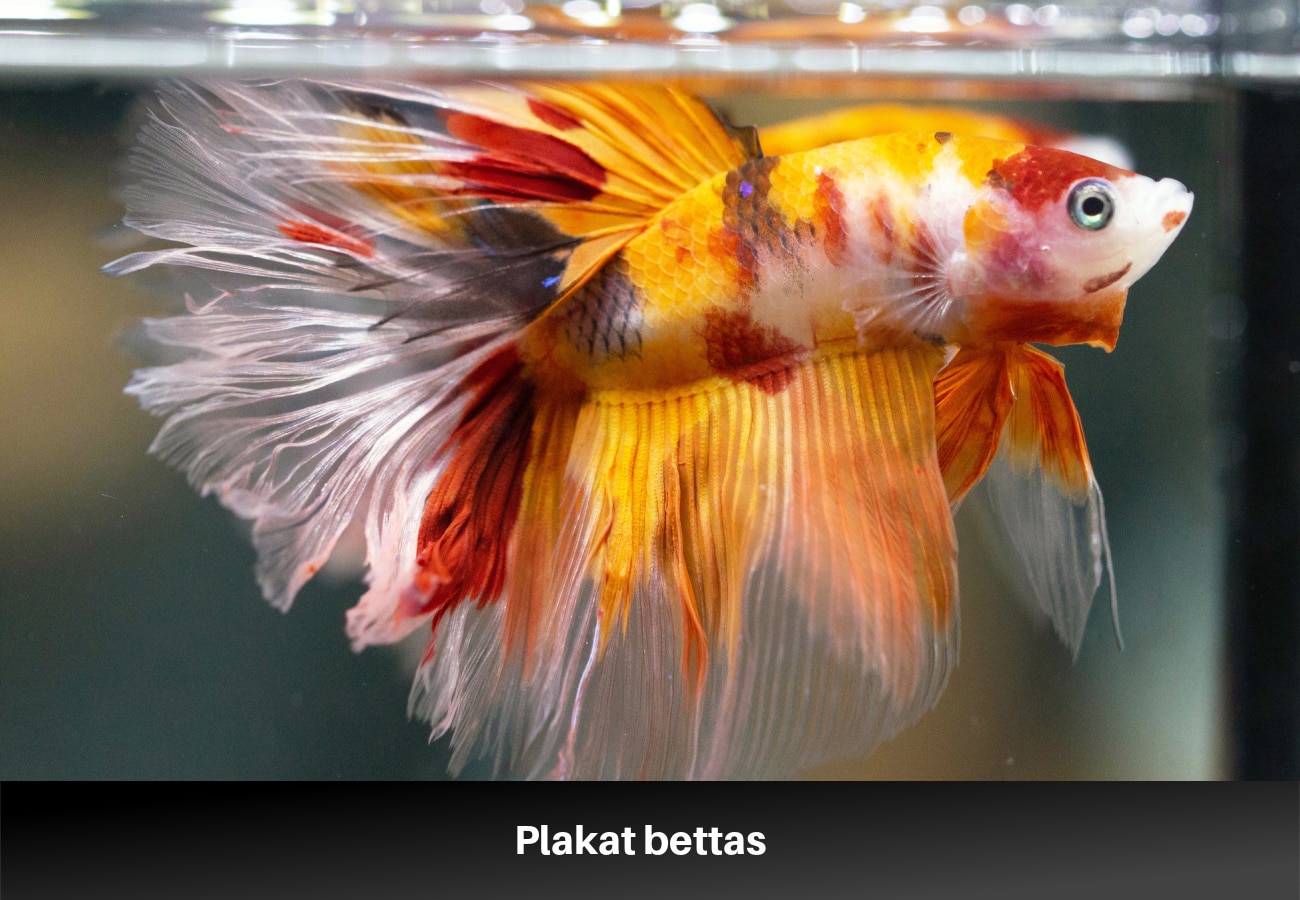 Plakat bettas