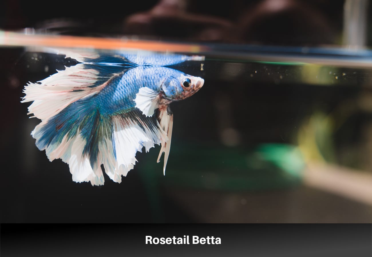 Rosetail Betta