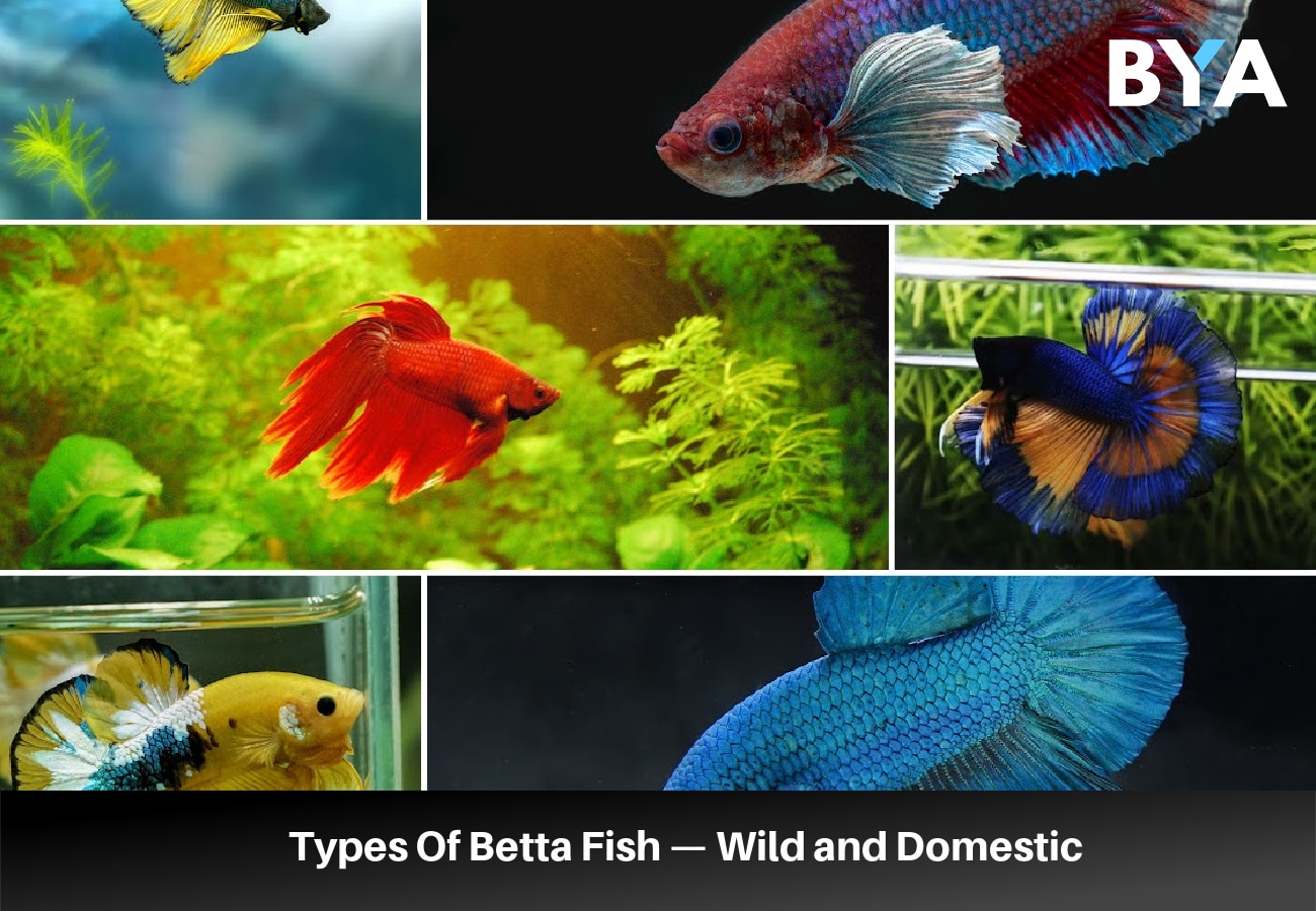 Types Of Betta Fish
