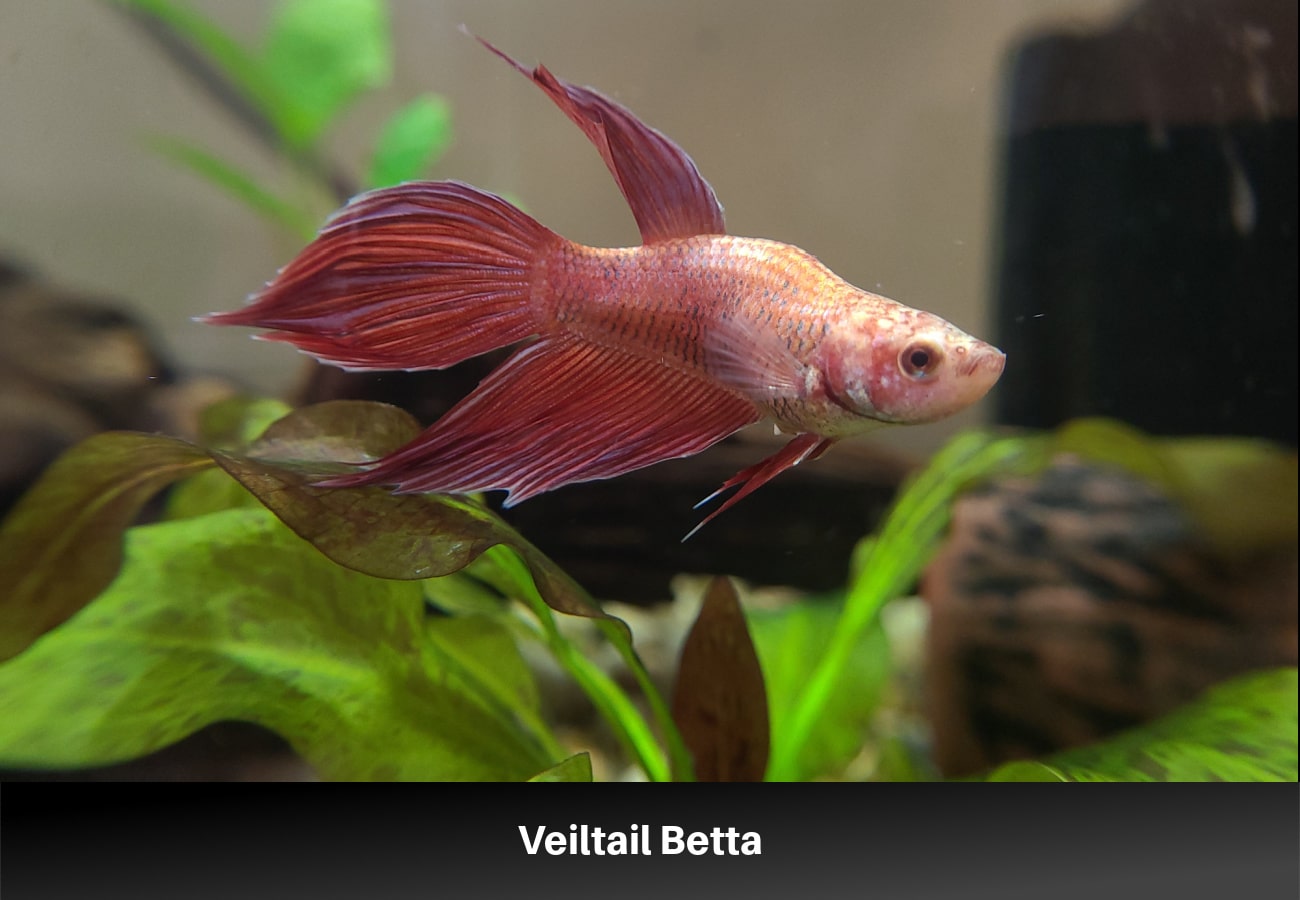 Veiltail Betta