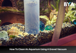 Clean An Aquarium Using A Gravel Vacuum 