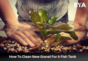 Clean Gravel For A Fish Tank