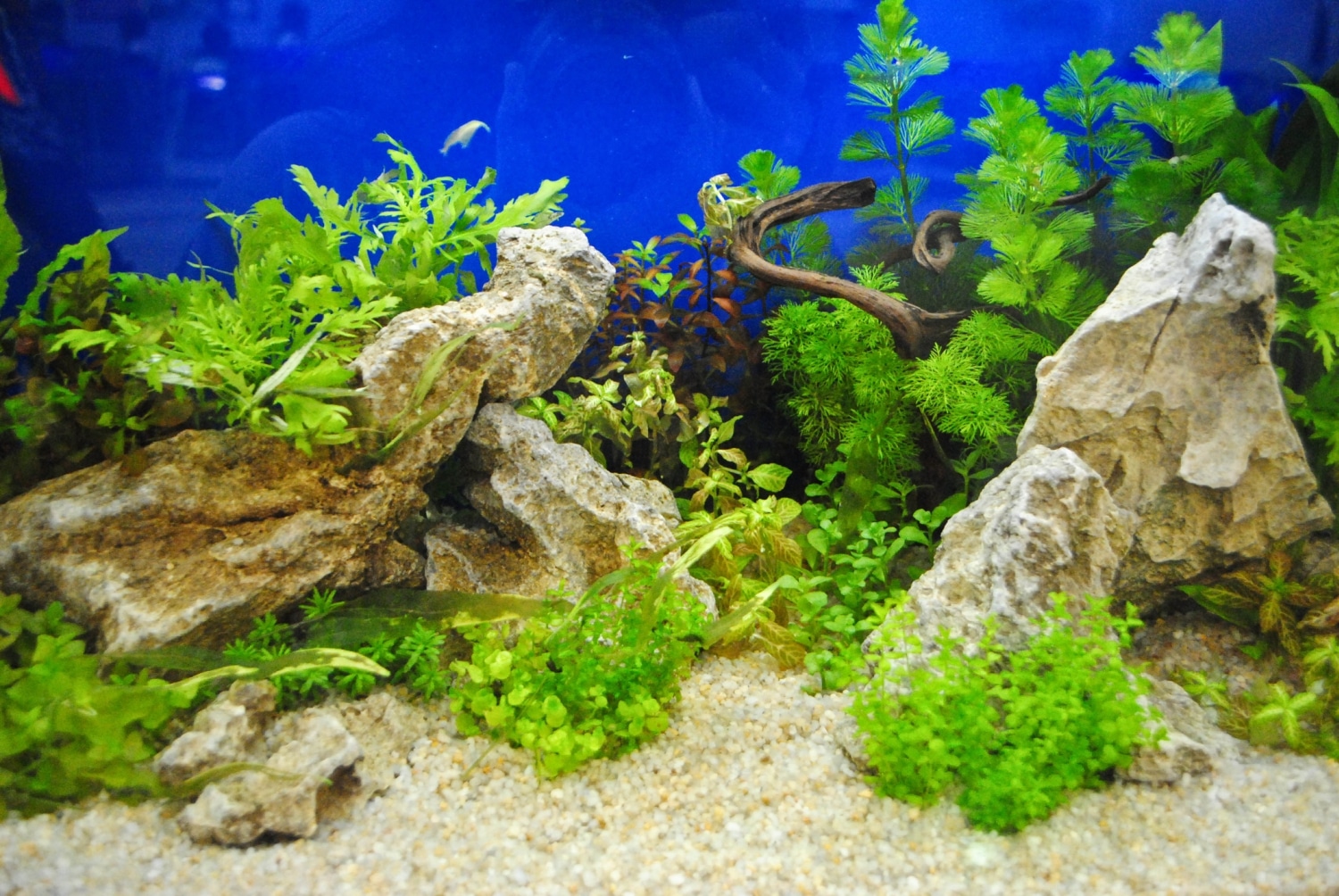 cleaning aquarium decoration