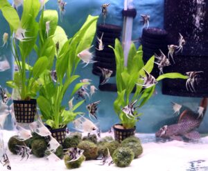 plants for new aquarium
