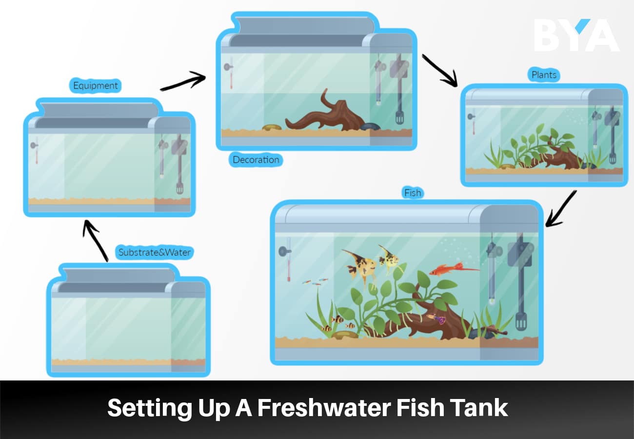 Freshwater Fish Tank Setup