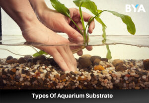 Types Of Aquarium Substrate